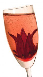 Wild Hibiscus in Champagne